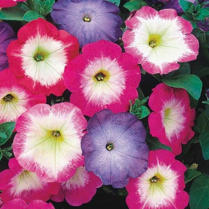Picture of Petunia - Merlin Series - Merlin Morn Mixed F1